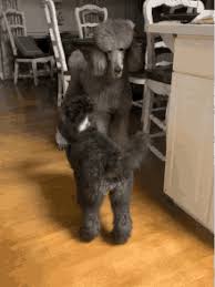 Oy with the poodles already! in case you haven't heard, it's the funniest new catchphrase coined by the one and only lorelai gilmore. Oy With The Poodles Already Gifs Tenor