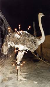 Mar 08, 2021 · the ostrich is the tallest and heaviest species of all living birds. Ostriches Are Endurance Runners Thanks To The Spring In Their Steps Discover Magazine