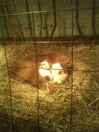 We have collected only the best animal riddles for children and adults. 43 Baby Cows Ideas Baby Cows Cute Cows Farm Animals