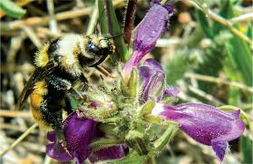 What are mutualism, parasitism and commensalism? Climate Change Decoupling Mutualism Science