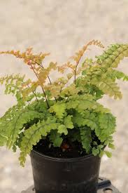 Image result for Adiantum hispidulum