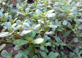 737 likes · 1 talking about this · 34 were here. Portulaca Piante Da Giardino Cura Portulaca