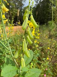 Image result for Crotalaria microcarpa