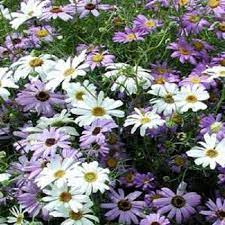 Swan River Daisy Brachycome Mix Flower Seeds Annual 100 Etsy Flower Seeds Fast Growing Flowers Shade Plants