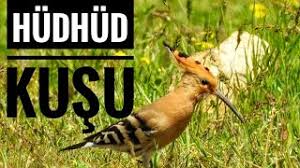 ibibik hudhud kusu oldurulmesi yasak olan kus inonu universitesi youtube