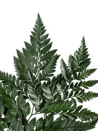 Image result for Rumohra