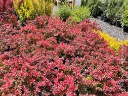 Image result for Berberis thunbergii