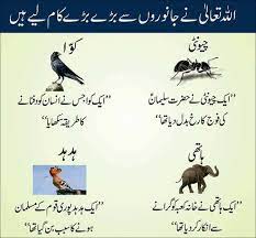 Unique Islamic Information Knowledge Islam Islamicknowledge Alah Urdu Quotes Islamic Islamic Love Quotes Beautiful Islamic Quotes