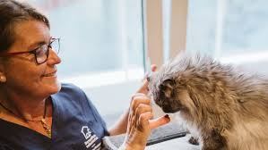 Domestika Veterinaria