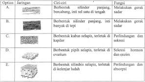 Contoh Soal Struktur Dan Fungsi Jaringan Manusia Idschool