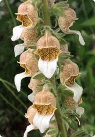 Image result for Digitalis purpurea alba/ red spots