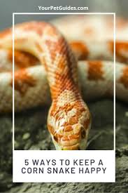 Whenever a corn snake bites a. 5 Ways To Keep A Corn Snake Happy Corn Snake Snake Pet Snake