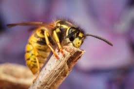 How Long Do Wasps Live? | Lifespan Of A Wasp