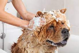 Can you bathe a 3 week old puppy? Is Baby Shampoo Safe To Use On Dogs The Dogington Post