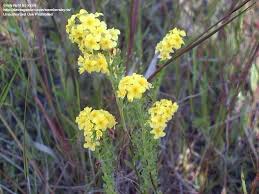 Image result for Euploca