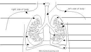Starfish found in coral reef, rocky shores, tidal pools, mud and sand to kelp forests. Label Lungs Diagram Printout Enchantedlearning Com