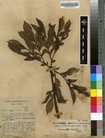 Image result for Amorphophallus abyssinicus