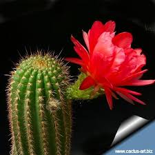 Image result for Craibia grandiflora