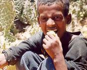 Image result for Lannea humilis