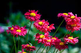 How To Use Chrysanthemums For Natural Pest Control Sprays Diy Dust