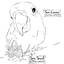 Producing halloween coloring pages could be the suitable holiday task for you in addition to the children! Super Science Coloring Pages Carnegie Museum Of Natural History