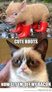 The Adventures Of Piggy And Grumpy Cat Funny Grumpy Cat Memes Grumpy Cat Quotes Grumpy Cat Meme