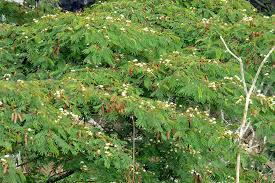 Image result for Albizia forbesii
