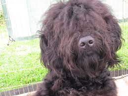 Ckc Ukc Intern Ch Vincent Barbet Dogs Puppies For Sale Female