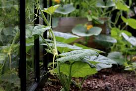 Neben kohl ist es eines der vielseitigsten gemüse im garten und einige vertreter bilden die größten früchte der welt aus. Https Xn Grneliebe R9a De Kuerbistriebe Abschneiden Fuer Kraeftigere Fruechte