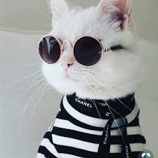 New The 10 Best Home Decor With Pictures Ssit Delikanli Gel Bir Bakiyim Buraya Cat Cool Glass Cloth Komik Hayvan Fotograflari Komik Hayvan Hayvan Mizahi