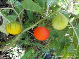 Image result for Solanum capsicoides