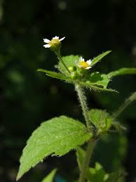 Image result for Galinsoga quadriradiata