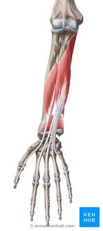 Almost every muscle constitutes one part of a pair of identical bilateral muscles, found on both sides, resulting in approximately 320 pairs of muscles, as presented in this article. Deep Anterior Forearm Muscles Anatomy And Innervation Kenhub