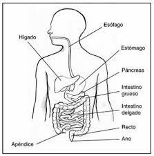 Resultado De Imagen Para Sistema Digestivo Partes Para Colorear Pictures Escuela