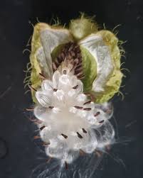 Image result for Gomphocarpus glaucophyllus