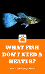 Fish That Don T Need A Heater Fish Tank Ideas Fish Tank Small Fish Tanks Aquarium Set