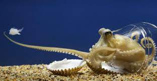 Monterey Bay Aquarium Octopus Ocean Creatures Sea Creatures