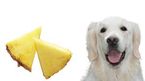 Disadvantages of feeding your dog pineapple. Can Dogs Eat Pineapples A Complete Guide Barking Royalty
