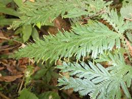 Image result for Selaginella soyauxii