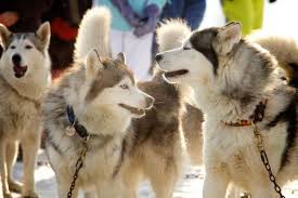 Orbey temps de chien au lac blanc. La Lekkarod Course De Chiens De Traineaux Les Saisies Espace Diamant