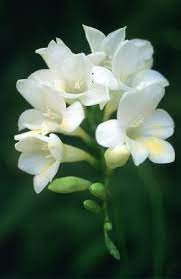 Check spelling or type a new query. Freesias Are Most Fragrant Spring Flowers