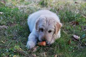 ⭐ 5 reasons why your puppy isn't drinking water: When Do Puppies Start Eating Food Drinking Water