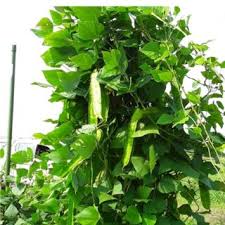 Image result for Sphenostylis