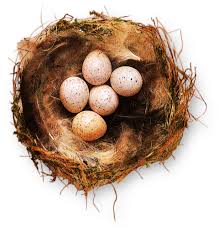 Bird Nests How Do Birds Make Nests Dk Find Out