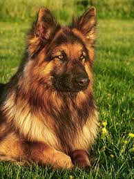 12 miles taraflint german shepherd dogs les & janet blunden winchester hampshire. Long Haired German Shepherd Puppies For Sale Online Shopping
