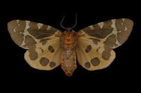 Black And White Spotted Moth Ontario Pin En Insectos Y Aracnidos