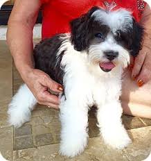 Looking to learn more about havanese maltese? Havanese Maltese Mix Puppies For Sale Off 75 Www Usushimd Com