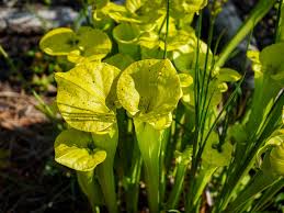 Image result for Disa robusta