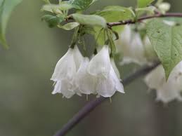 Image result for Halesia
