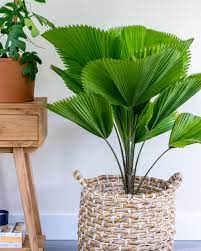9 grandis palms putra heights. Licuala Grandis Licuala Palm Plantvine